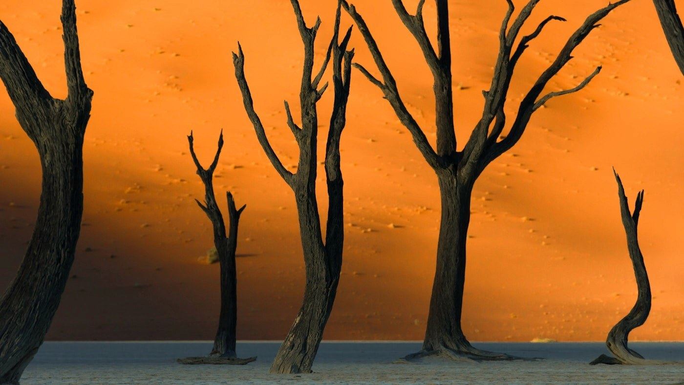 Dead camelthorn trees standing in the white clay pan of Deadvlei at sunrise