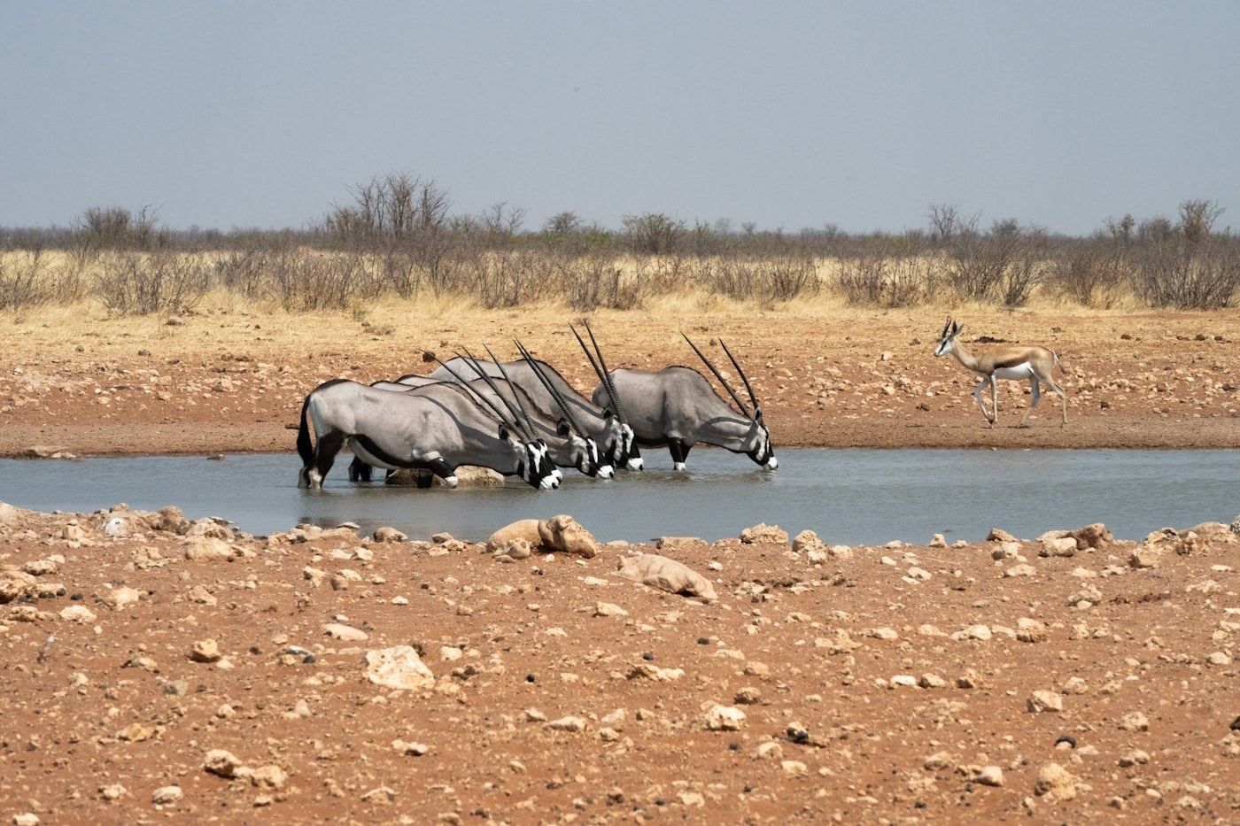 Zebra and oryx gathered at a Namibian waterhole during the dry season