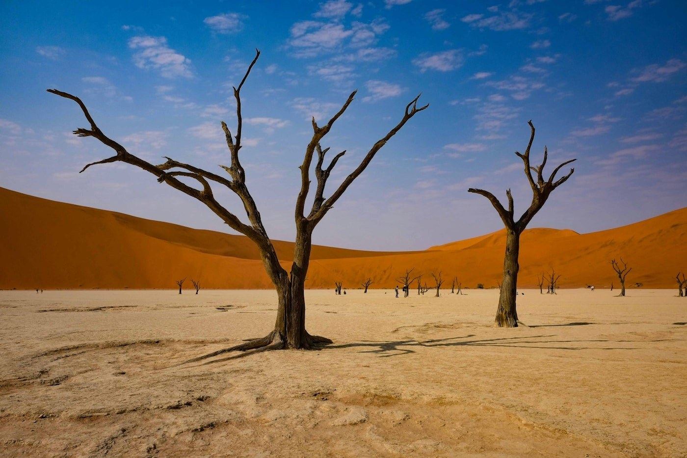 Deadvlei at first light with dead camelthorn trees against an orange dune