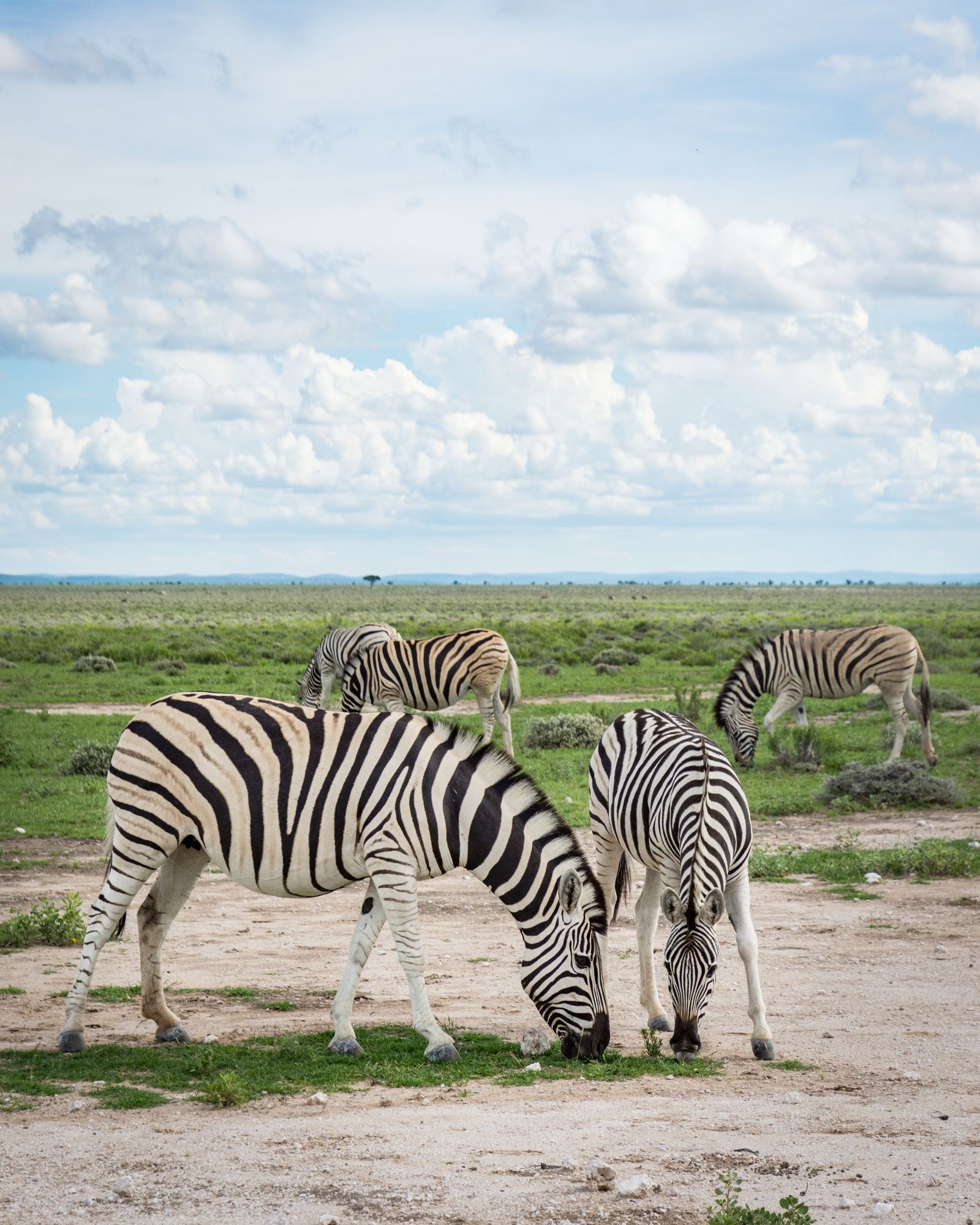 Zebras crossing a ridge in Namibia’s open landscape