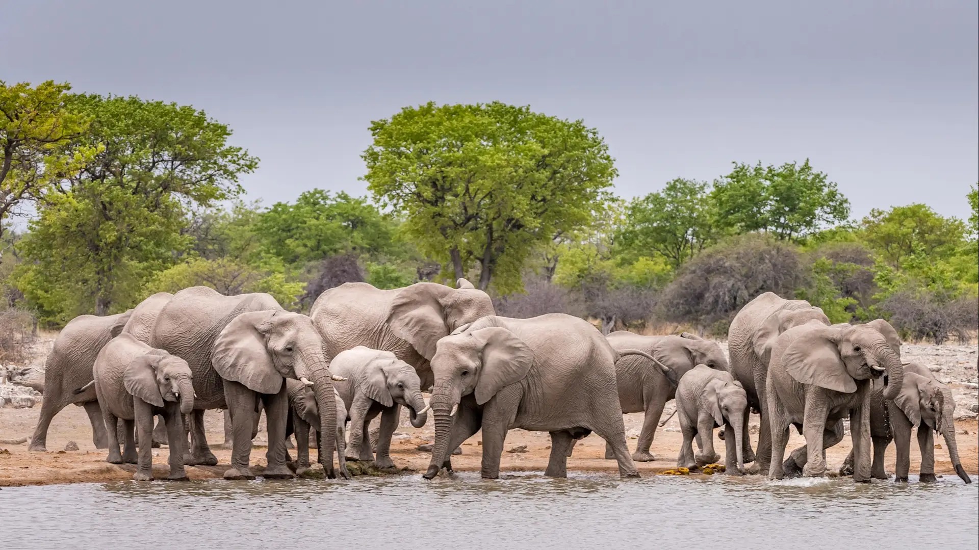 A herd of elephants with calves gathered at an Etosha waterhole