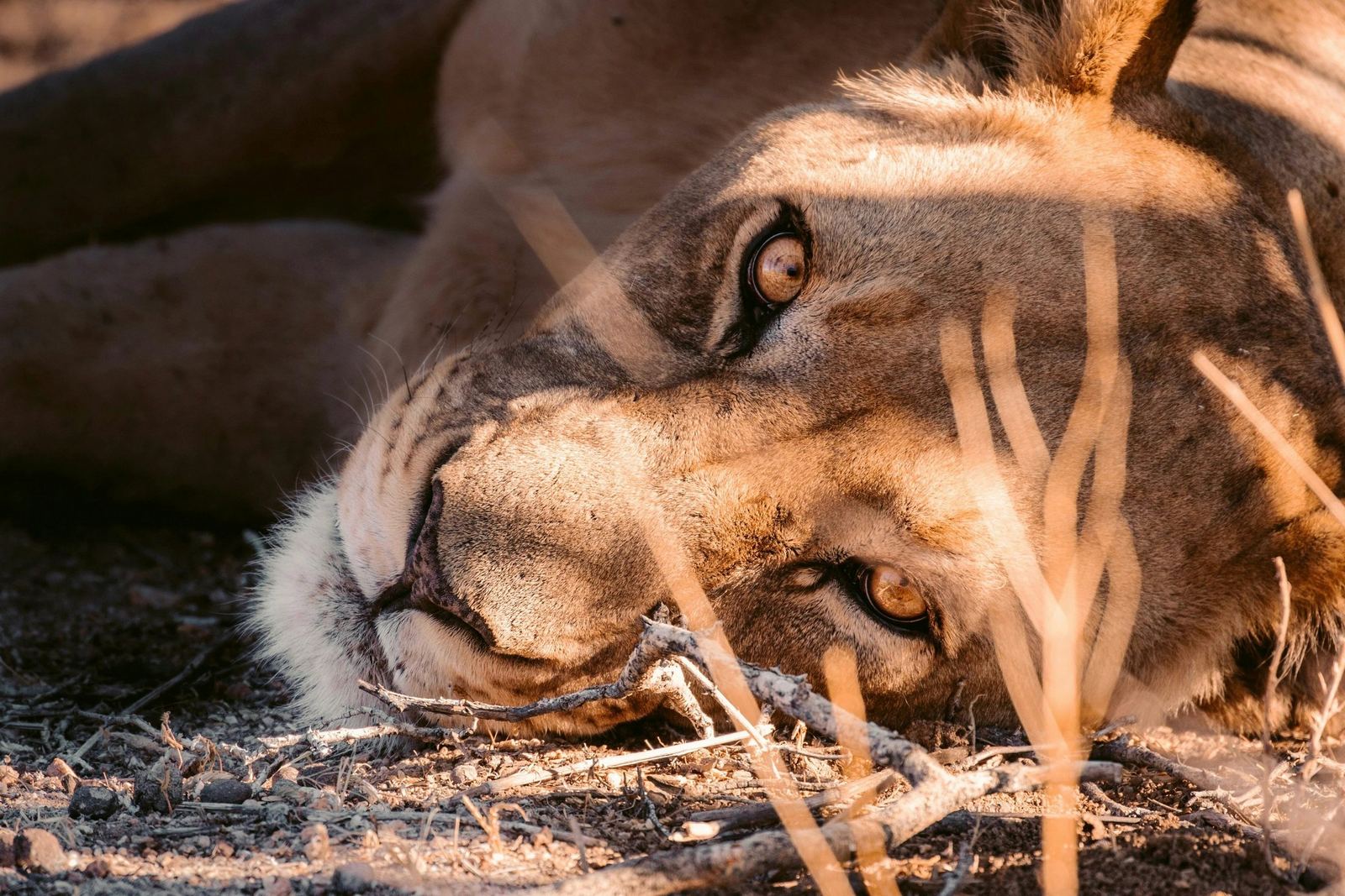 A lion resting in the Namibian bush