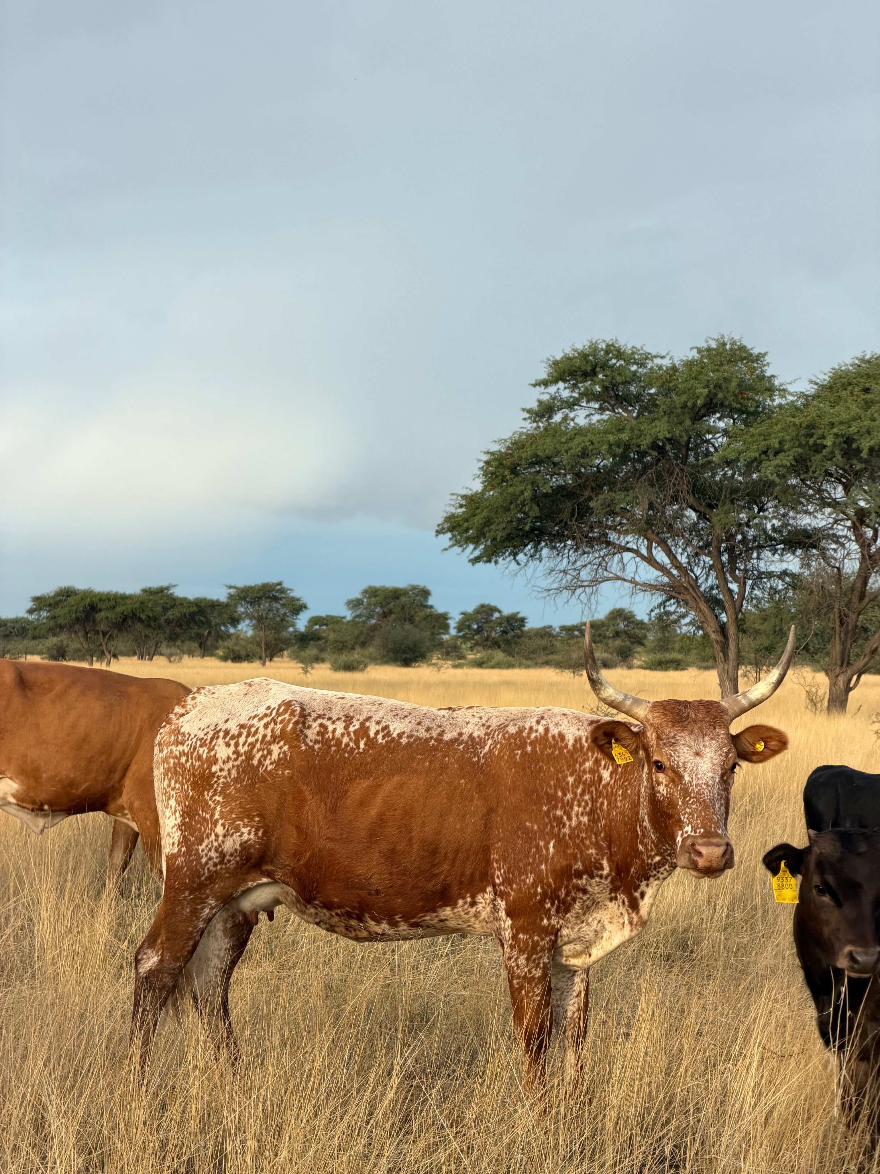 Nguni cattle grazing in the grass at Zania farm