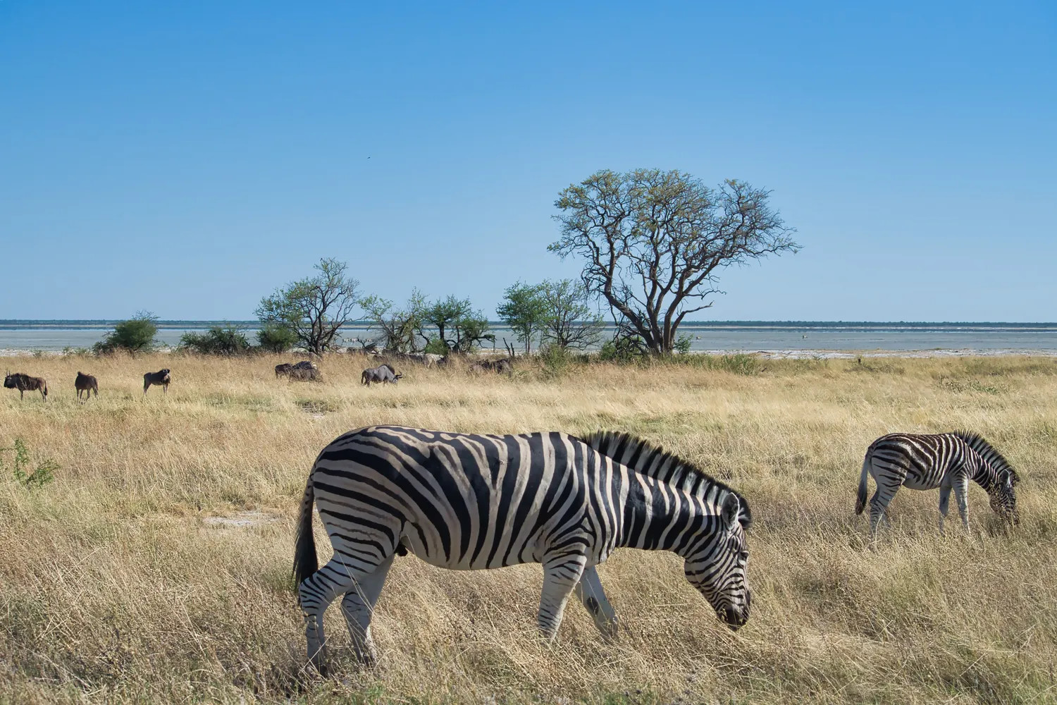 Zebras grazing in Etosha National Park, Namibia